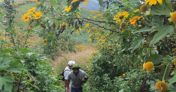 Be overwhelmed by millions of wild sunflowers on Chu Dang Ya peak