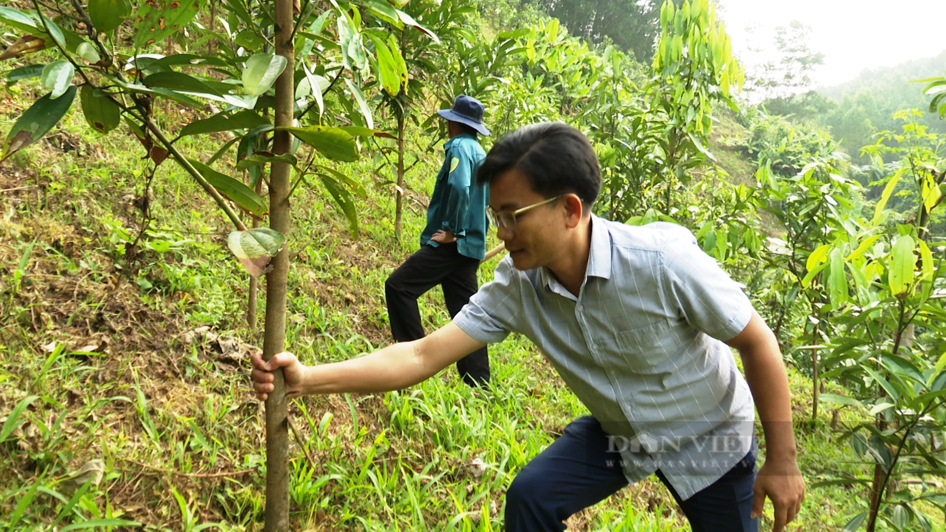 Trồng loại cây xứ Bắc lấy vỏ bán có mùi thơm, cay như ớt, nông dân Tiên Phước tính lãi gần 1 tỷ/ha- Ảnh 5.