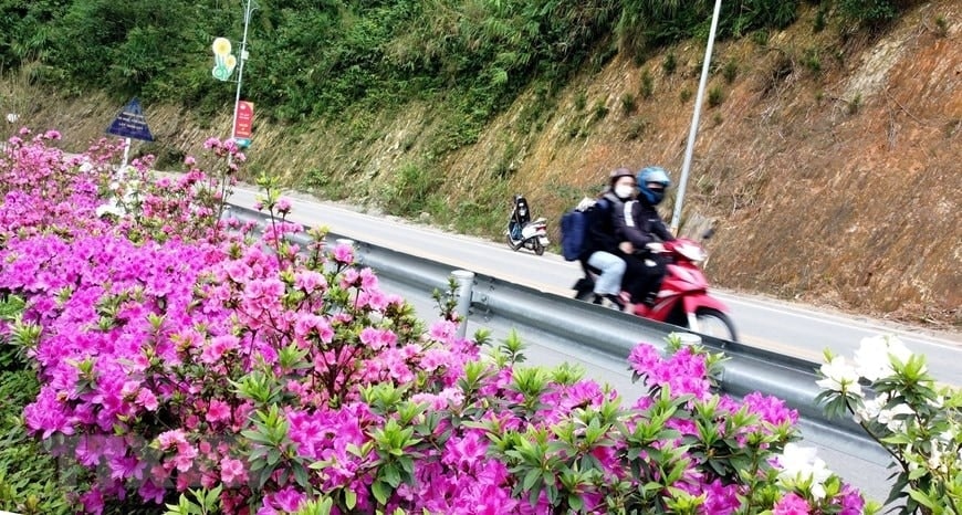 Rhododendrons blooming along the road. Photo: VNA.