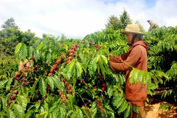 Ante escasez de oferta, exportaciones de café disminuirán mes a mes