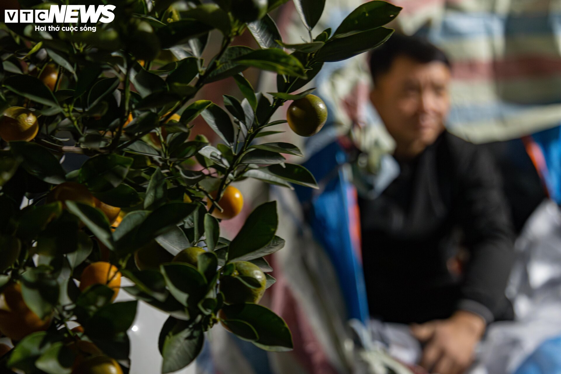 Los pequeños comerciantes luchan contra el frío extremo en Hanoi, quedándose despiertos toda la noche para cuidar los árboles de durazno y kumquat - 4