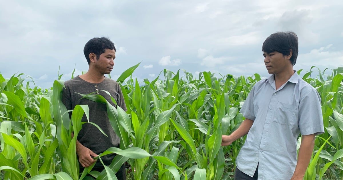 Ia Pa tạo chuỗi liên kết trong sản xuất nông nghiệp | Báo Gia Lai điện tử