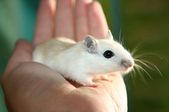 ¿Cuál es la distancia que puede alcanzar el animal que salta más lejos del mundo? - 5