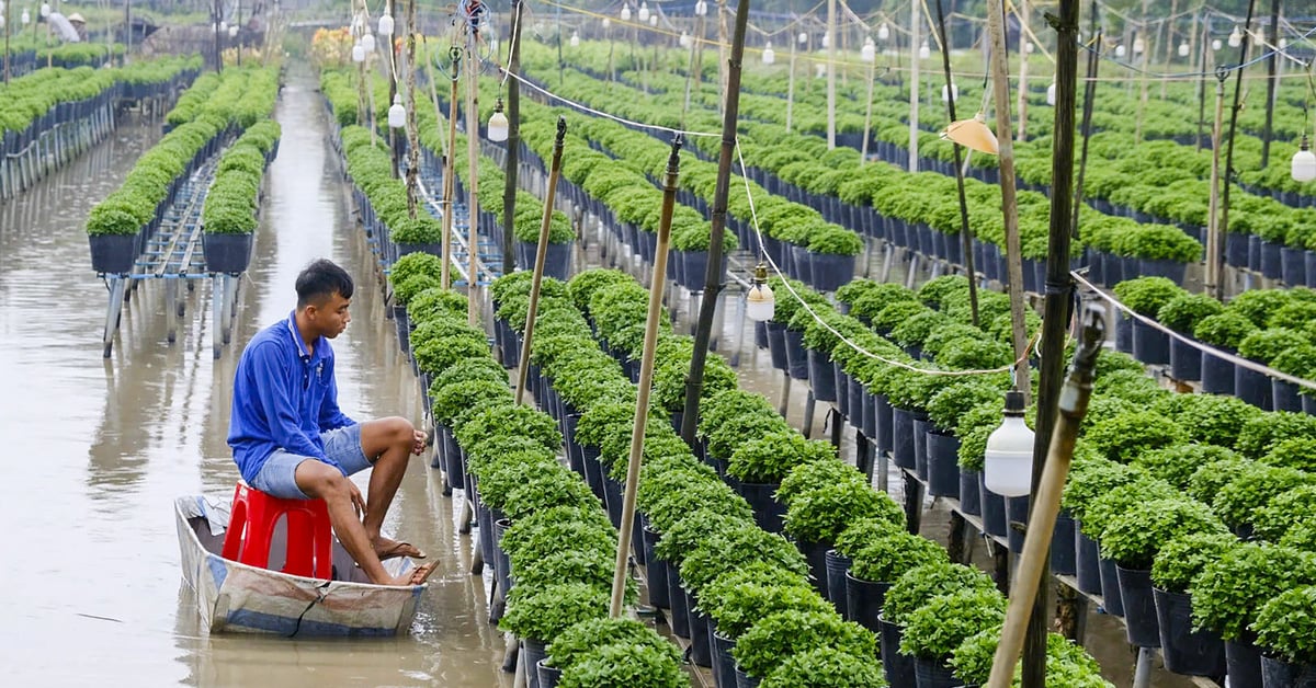 Des pluies inhabituelles à l’Ouest affecteront-elles les fleurs du Têt ?