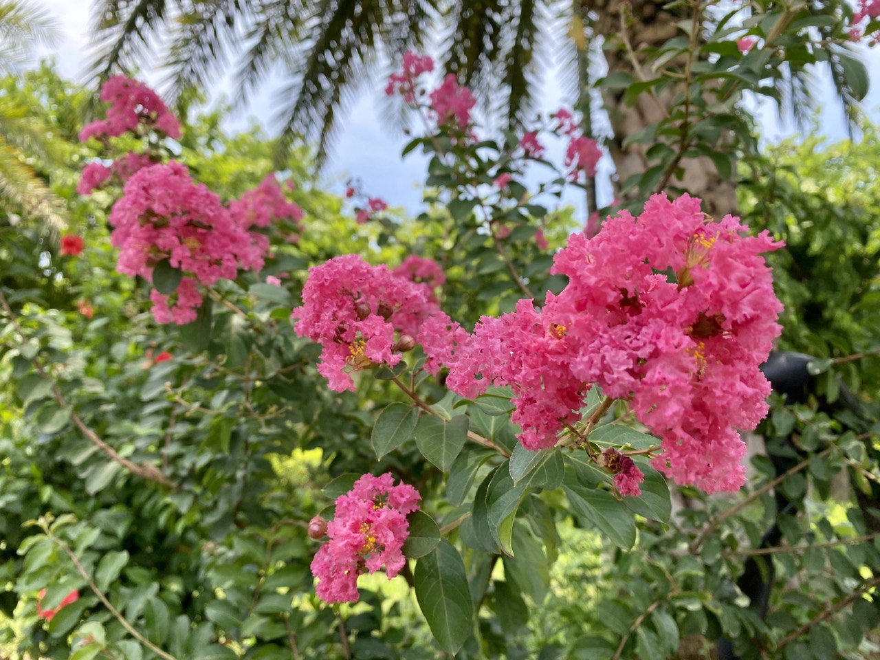 Wallflowers have a light fragrance, the flower buds are spherical, and form clusters. When blooming, the 6 thin, wrinkled petals spread out, forming an extremely beautiful cluster. Photo: Linh Boo