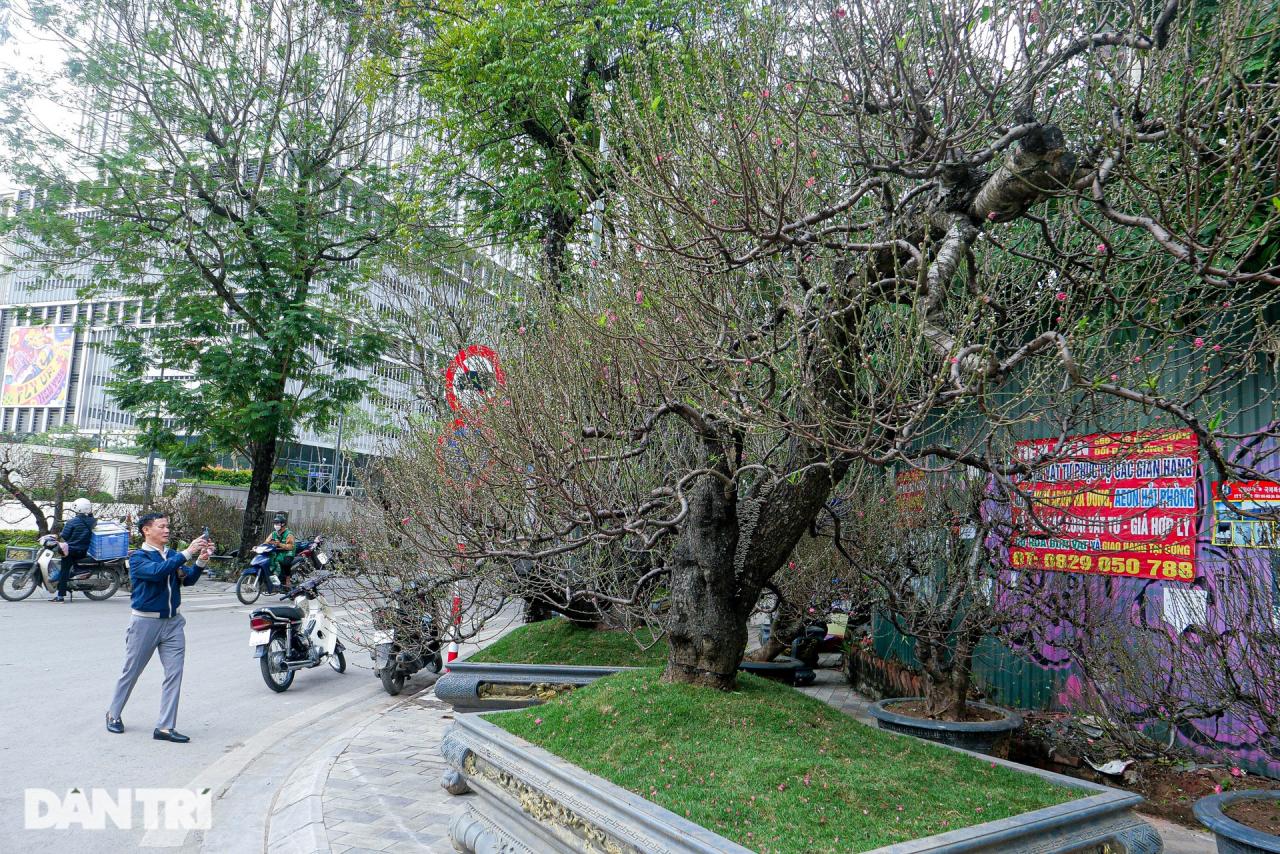 Gốc đào khủng, giá cho thuê 200 triệu đồng dịp Tết ở Hà Nội - 4
