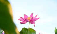 Admiring Nghe An lotus flowers blooming in the bright yellow sunlight