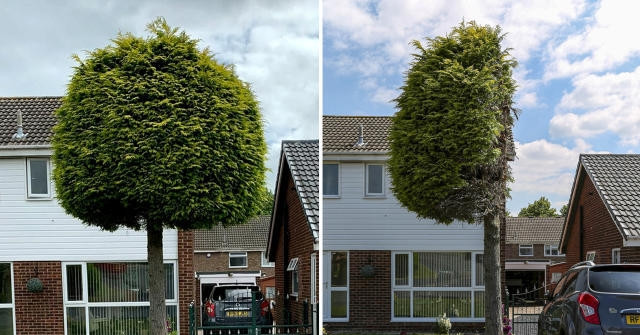 Un arbre coupé en deux à cause d'un conflit devient une attraction touristique inattendue