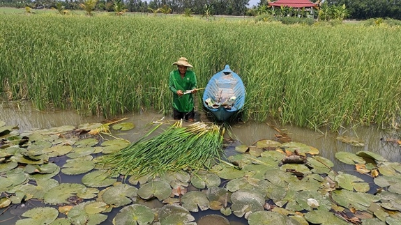 Trồng cỏ dại bán làm rau đặc sản, một nông dân Hậu Giang hễ hết tháng là 