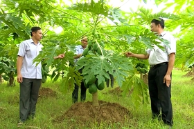 Phong trào nông dân sản xuất, kinh doanh giỏi