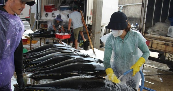 Como uno de los tres "puntos críticos", la provincia de Binh Dinh emitió una Resolución para apoyar a los pescadores para que instalen dispositivos de monitoreo de viajes.