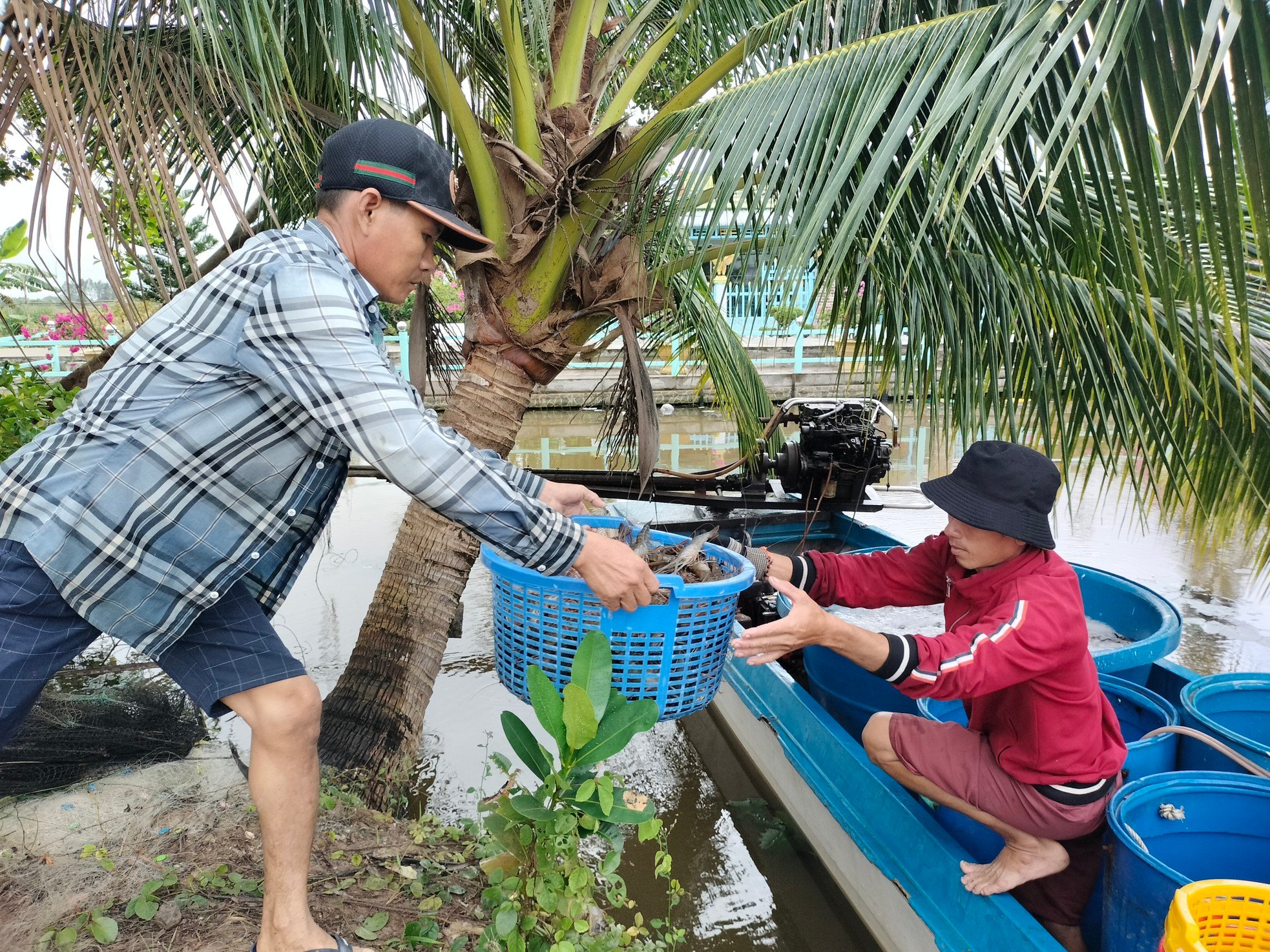 Close-up of Ca Mau farmers stirring mud to catch giant freshwater prawns photo 13