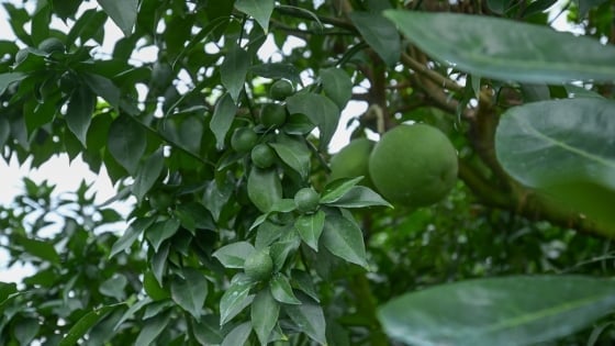 Orange orchard thrives after one year of fruiting and one year of rest