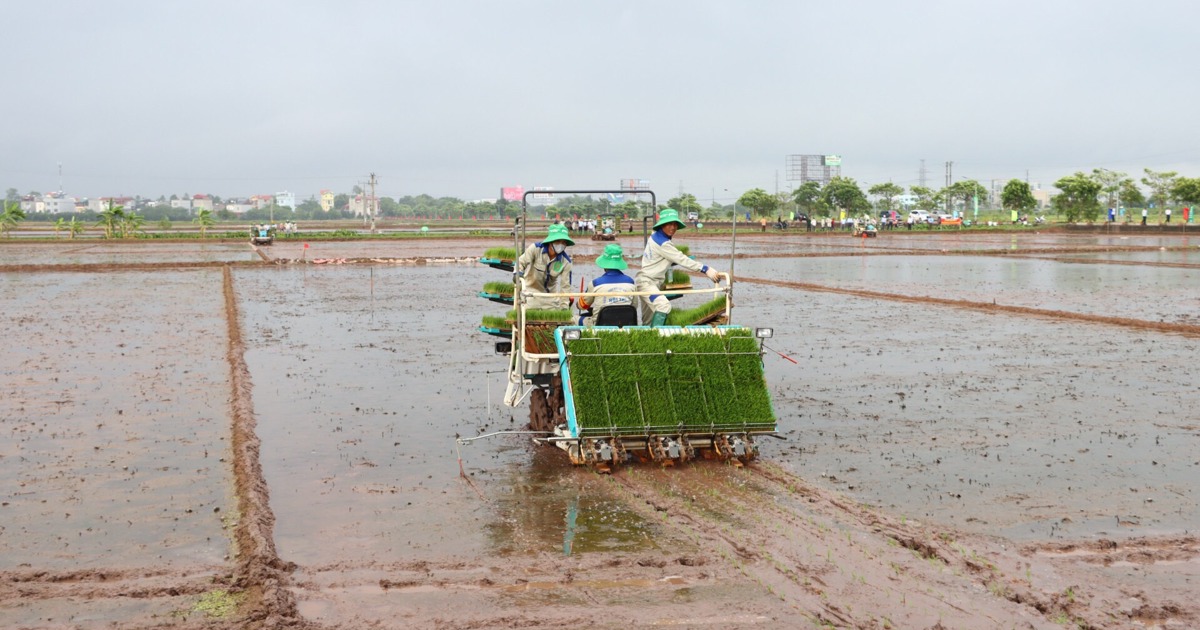 nhân rộng mô hình cấy máy, giải phóng sức lao động cho nông dân