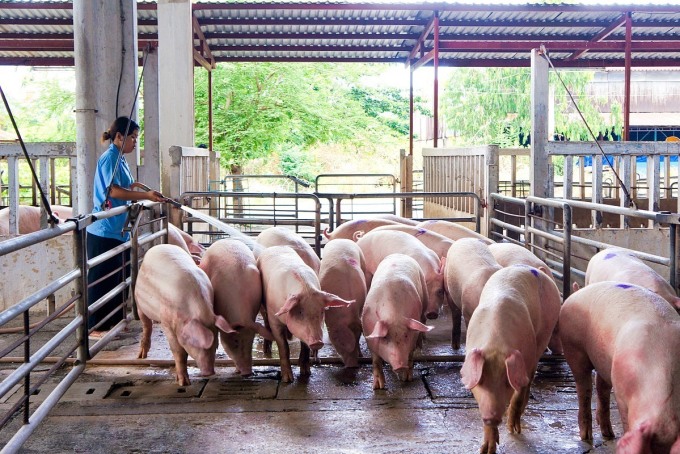 Schweinefarm im Süden. Foto: Vissan