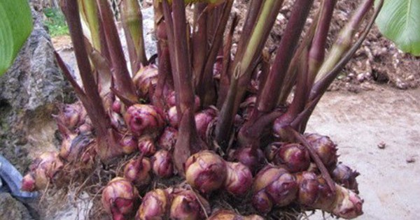 Growing luxuriant cassava plants, with tubers sprouting everywhere, the Phu Yen farmer makes delicious flour.