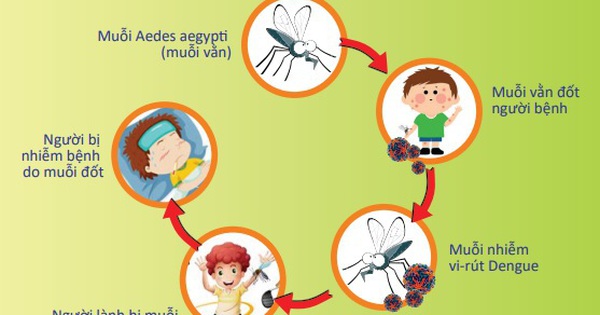 Số ca sốt xuất huyết tăng 19% so với trung bình 4 tuần trước