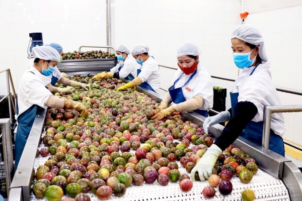 Vietnamese agricultural products conquer the world market with brand reputation