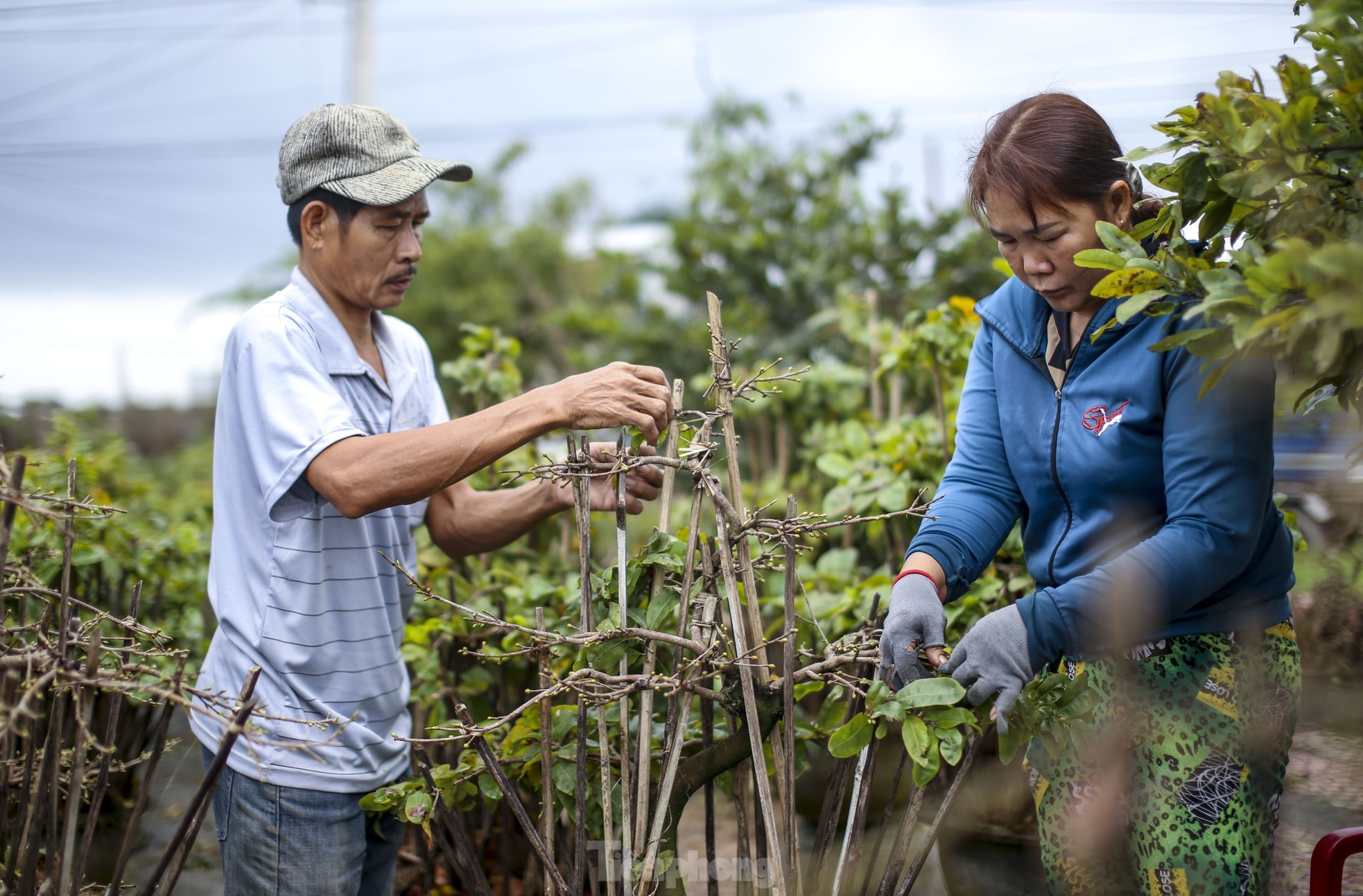 เมืองหลวงดอกท้อเหลืองภาคกลาง “เปลี่ยนชุด” ต้อนรับเทศกาลตรุษจีน ภาพที่ 10