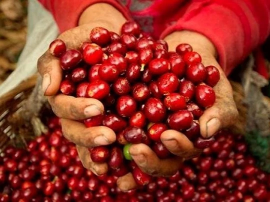 Agricultural product prices on December 31, 2024: Pepper fluctuates, coffee slightly decreases