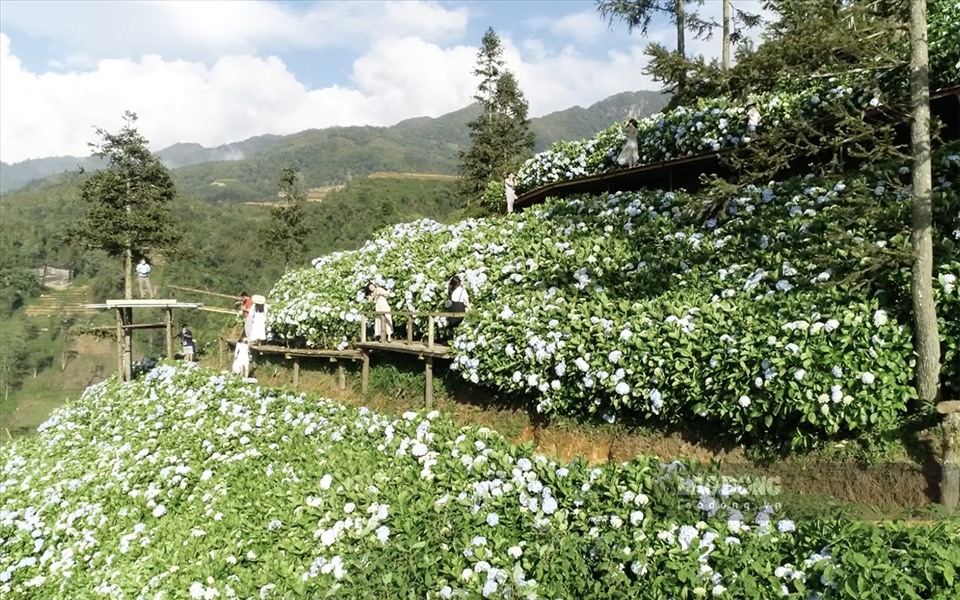 Hoa cẩm tú cầu là một loài hoa đại diện cho cái đẹp, có tên tiếng anh là “Hydrangea Hortensia” được bắt nguồn từ Hy Lạp, thường được xem là biểu tượng của tình yêu và niềm hạnh phúc.