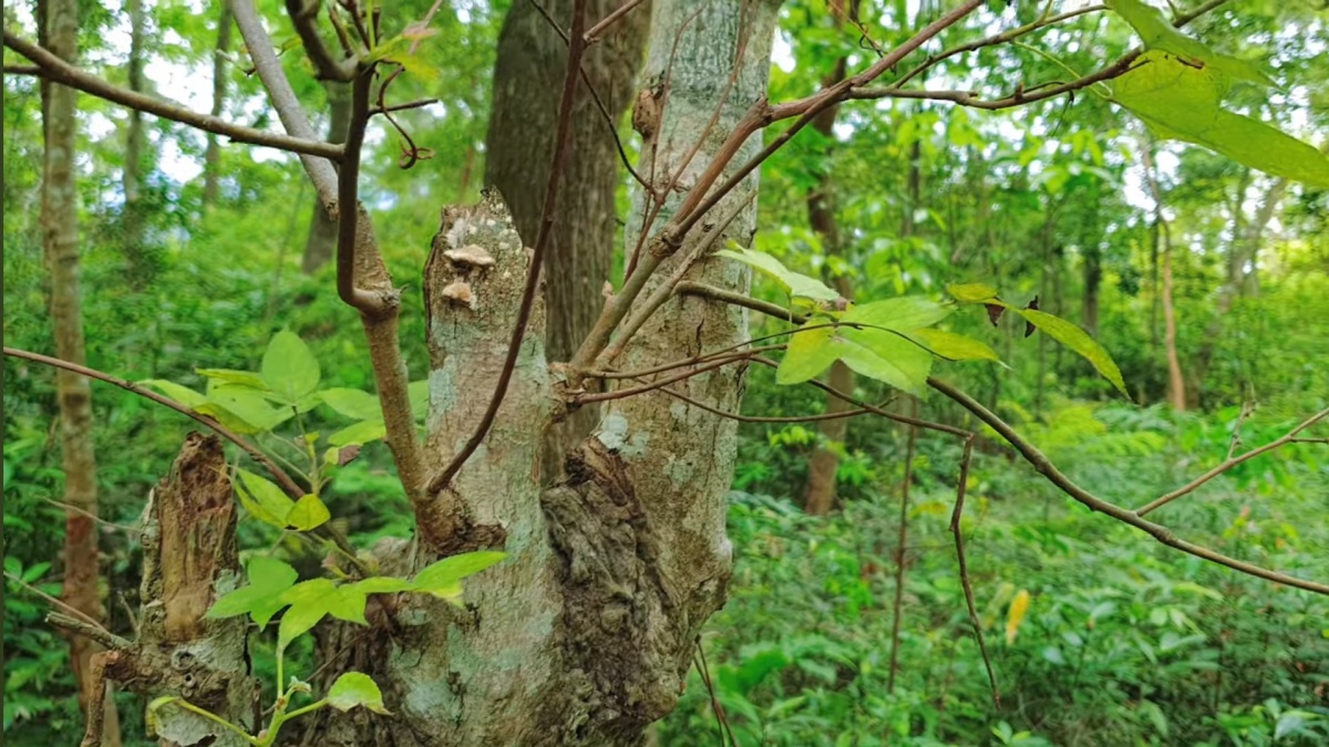 Expérience de voyage dans la forêt d'érables de Chi Linh