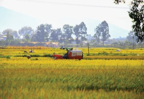 Los precios del arroz bajaron ligeramente entre 50 y 100 VND/kg y muchos almacenes cerraron temprano por las vacaciones