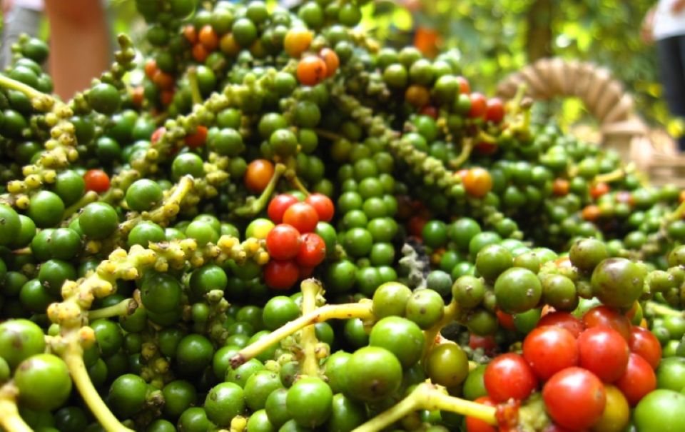 Agricultural product prices on December 27, 2024: Pepper and coffee prices increased sharply