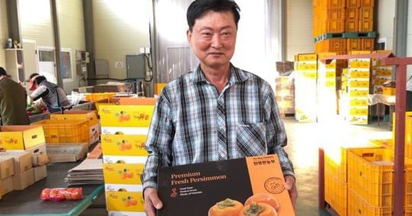 The "champion" of persimmon growing in Korea has sold this delicious fruit to the Vietnamese market. What is the price?