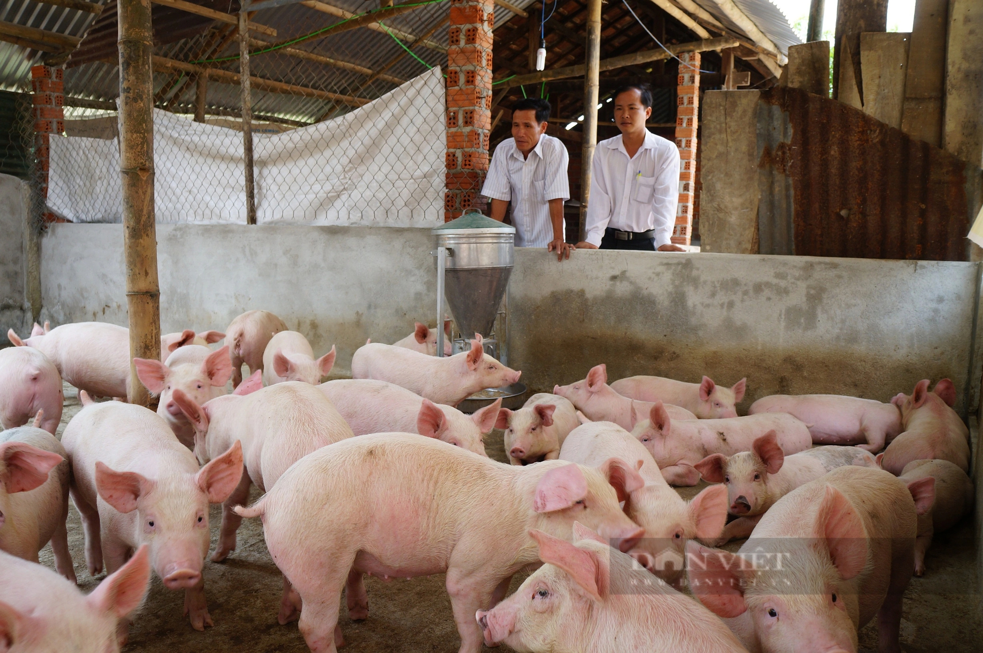 Quảng Nam đang phát triển nông nghiệp sinh thái, nông nghiệp xanh, nông nghiệp tuần hoàn- Ảnh 4.