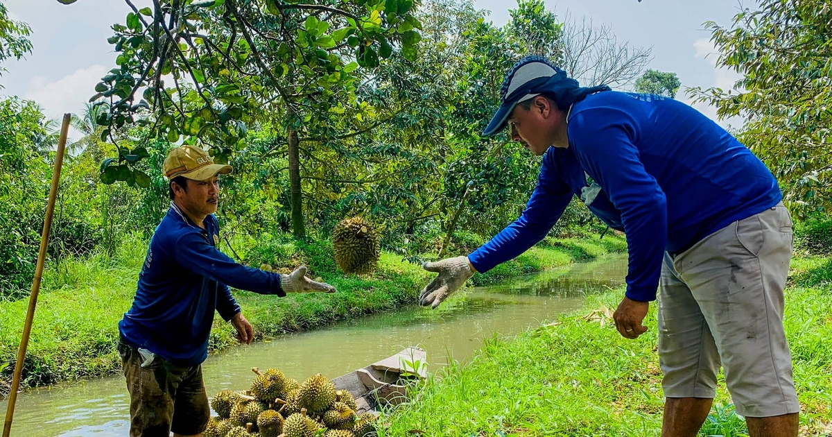 Cầm dao đi “gõ” sầu riêng, kiếm tiền triệu mỗi ngày  | Báo Gia Lai điện tử