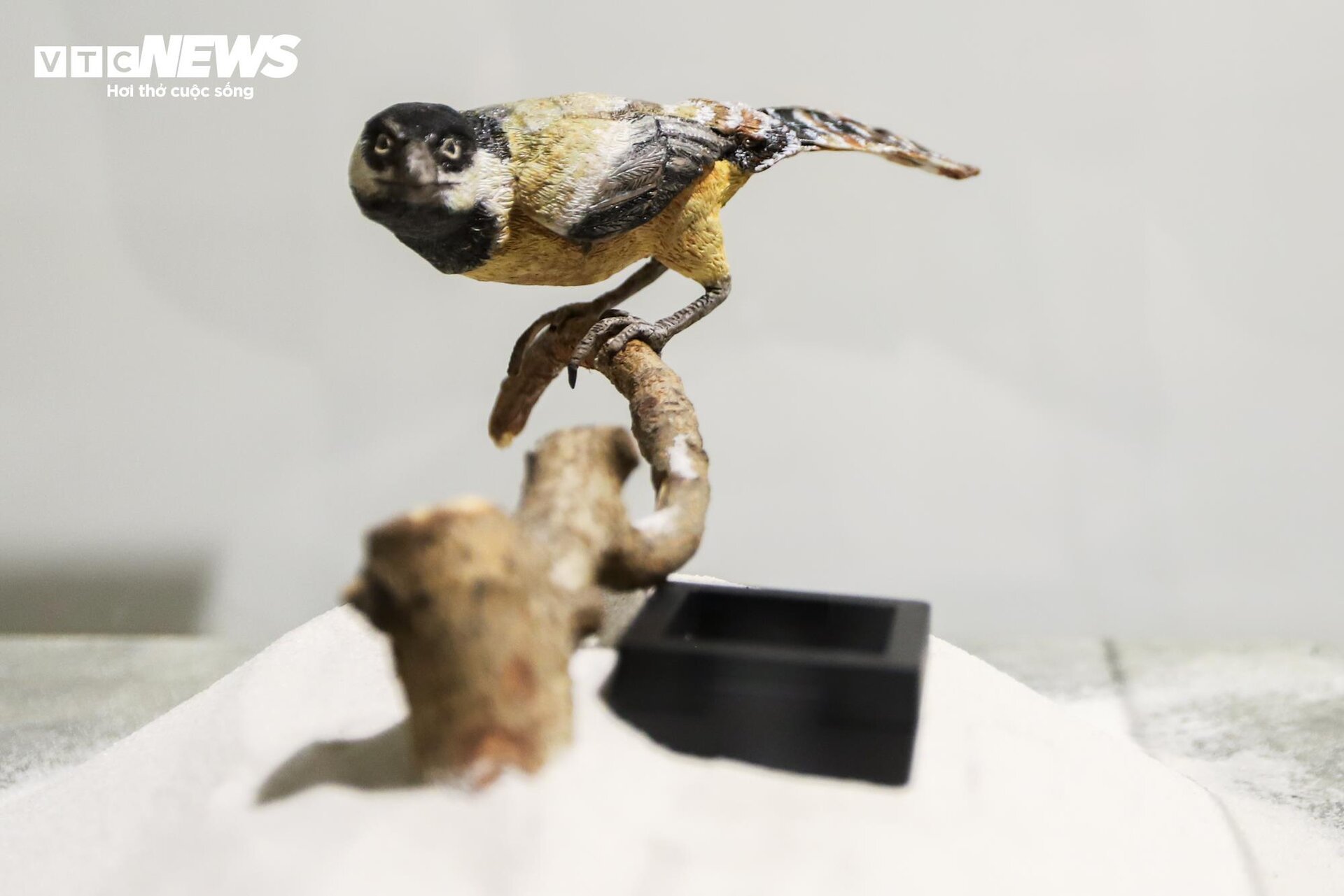 Close-up of billion-year-old fossils on display in Hanoi - 6