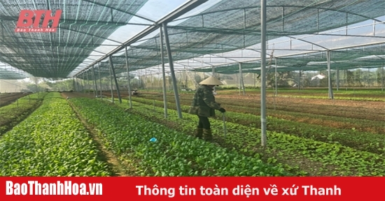 Xây dựng chuỗi cung ứng nông sản an toàn còn nhiều khó khăn