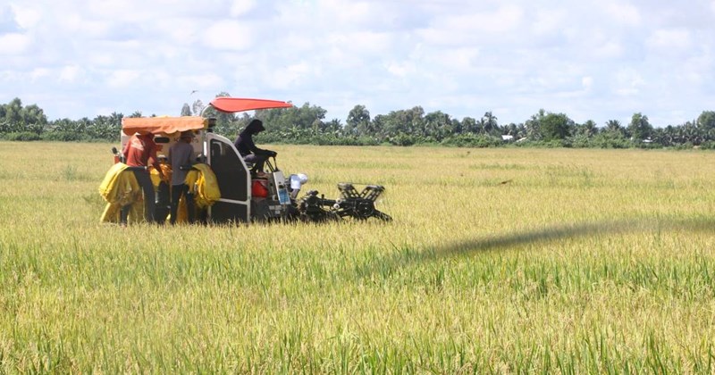 High rice prices, Hau Giang farmers still worry about output