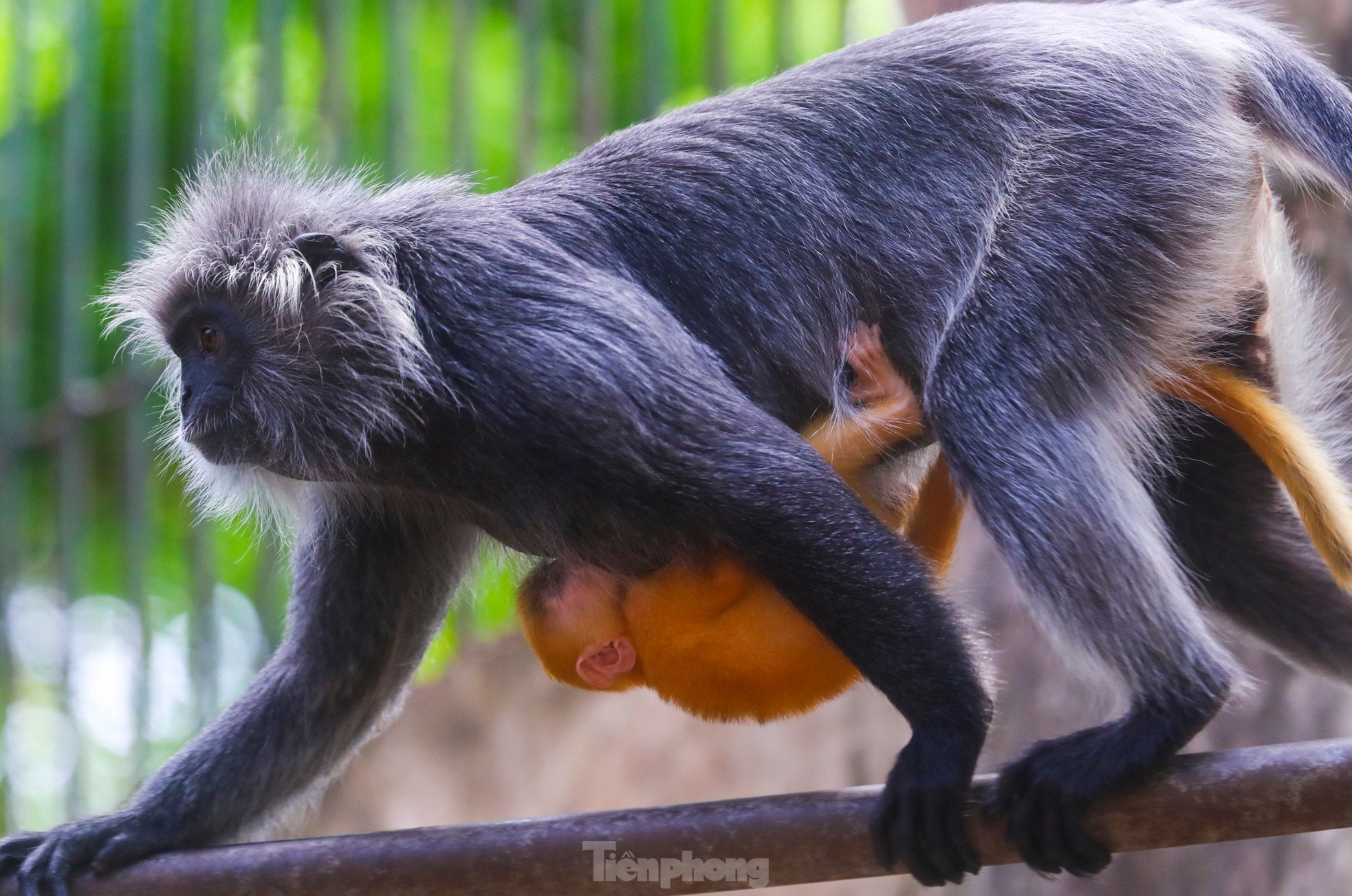 ソーシャルメディアで話題になっている動物園の赤ちゃん猿の何がそんなに特別なのでしょうか?写真6