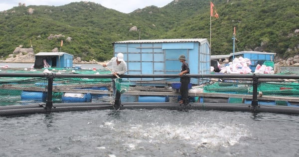 Lancement de la coopérative d'élevage marin de haute technologie de Van Ninh