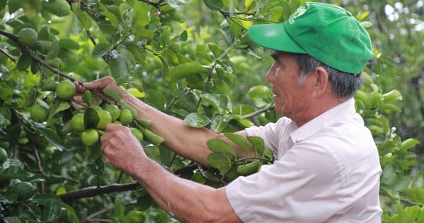 Kernlose Zitronen sind eine duftende Frucht, die erfolgreich in Long An angebaut wird und sich in Europa und Japan gut verkauft.