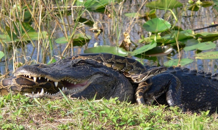 Python invasion causes crocodiles to lose their throne as 'king of the swamp'