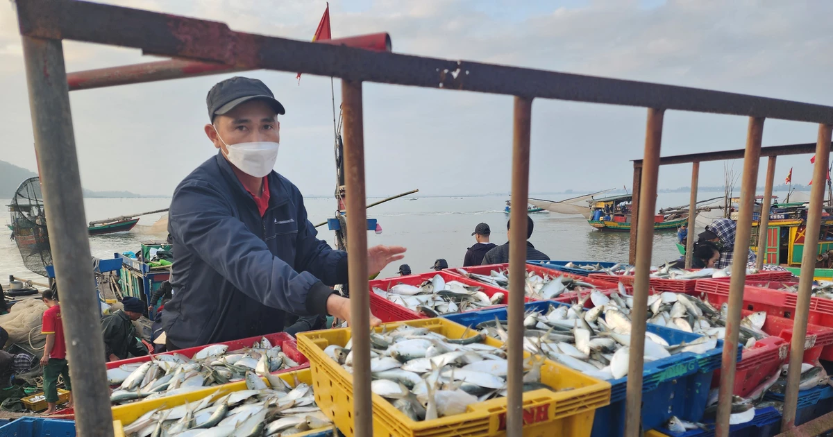 Fischer aus Ha Tinh fangen zu Jahresbeginn tonnenweise Sardinen