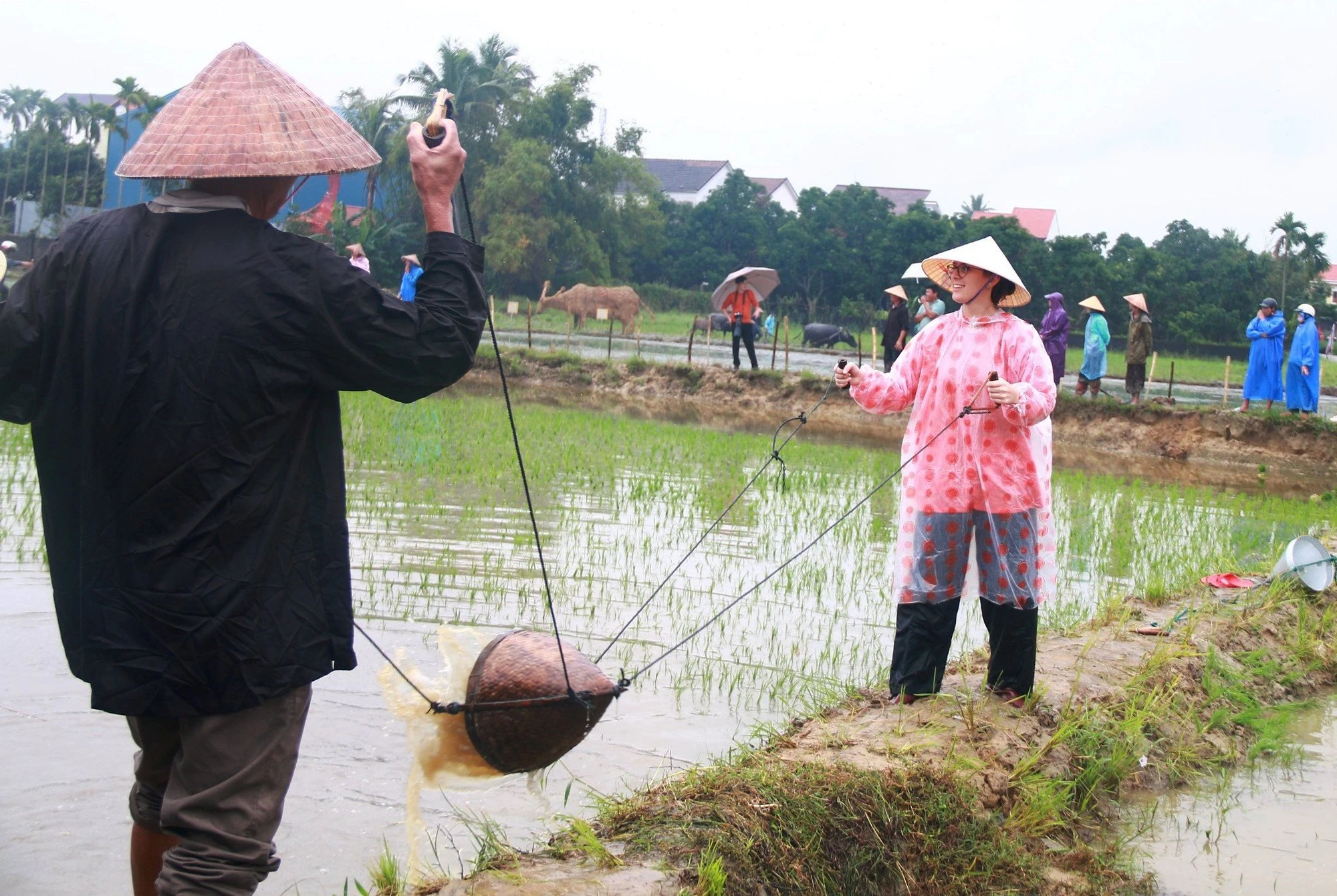 Khách Tây đội mưa lội bùn cấy lúa, cưỡi trâu cày ruộng ở Hội An- Ảnh 2.