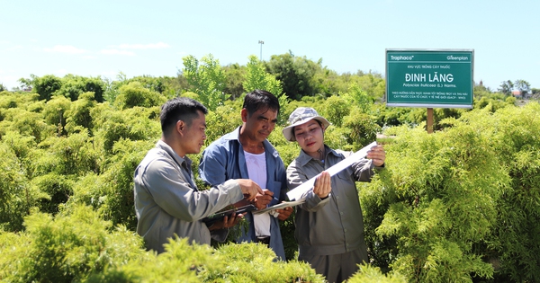 Corea del Sur apoya la investigación sobre el ginseng vietnamita