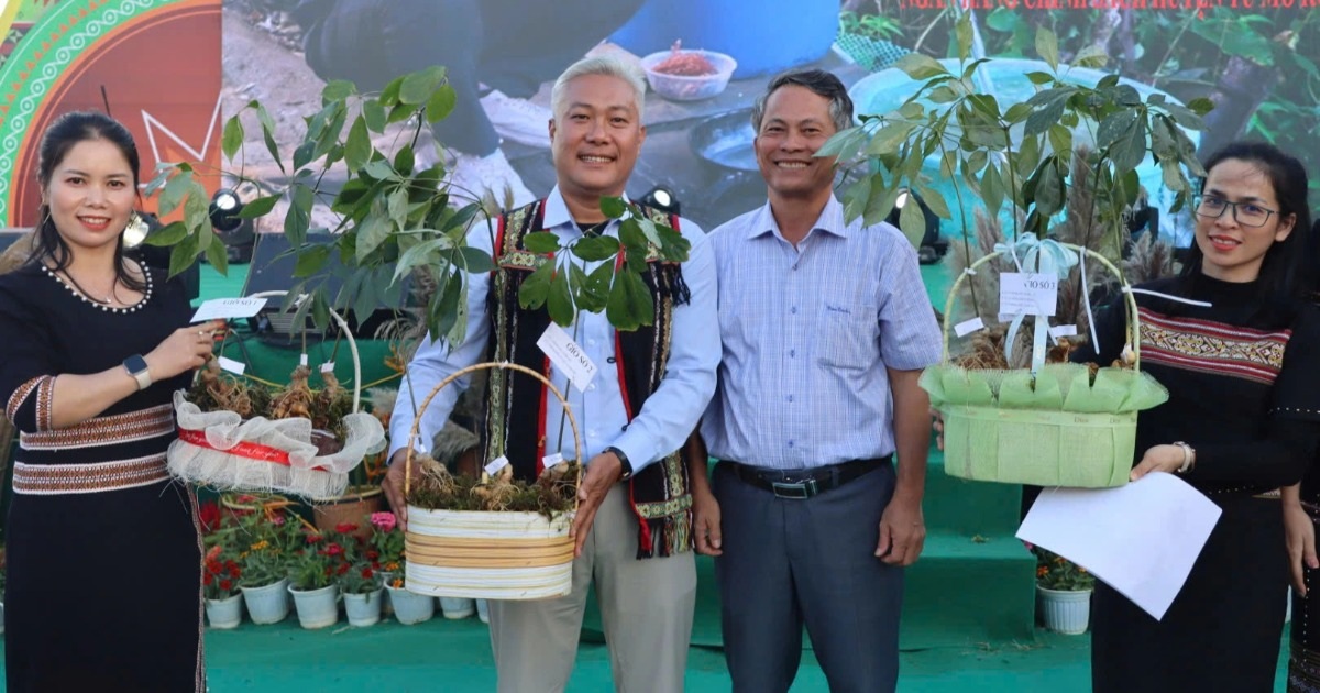 Vente aux enchères de 3,6 kg de ginseng Ngoc Linh, qui a permis de récolter plus de 580 millions de VND pour les offrir au peuple Xo Dang