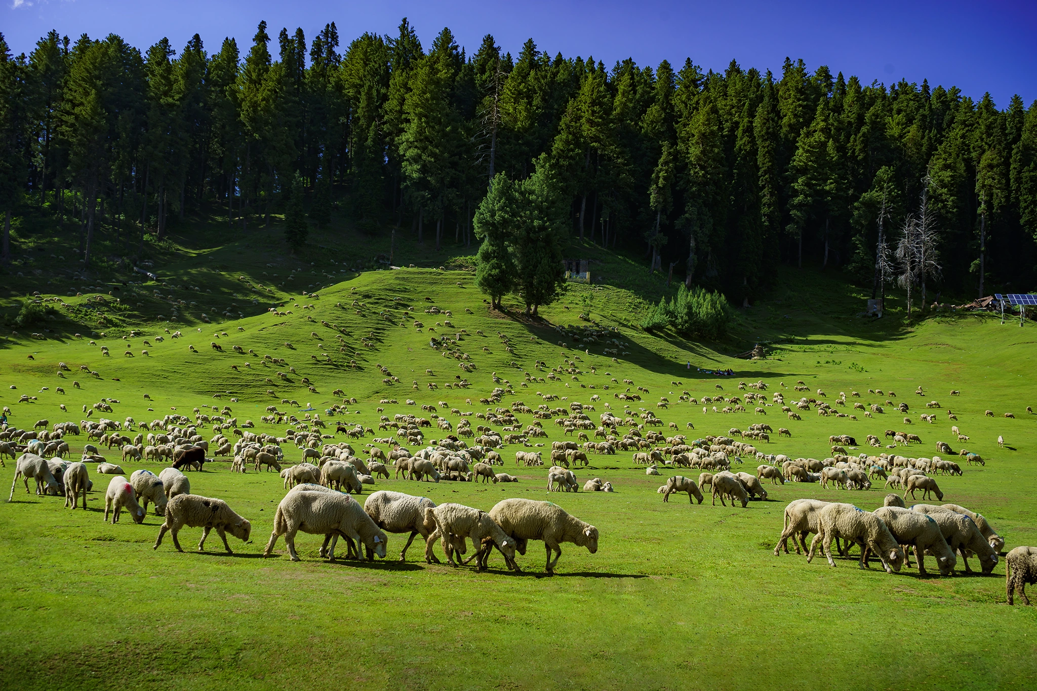 Vietnamese tourists spend 14 days riding motorbikes to explore surreal nature in Ladakh, India