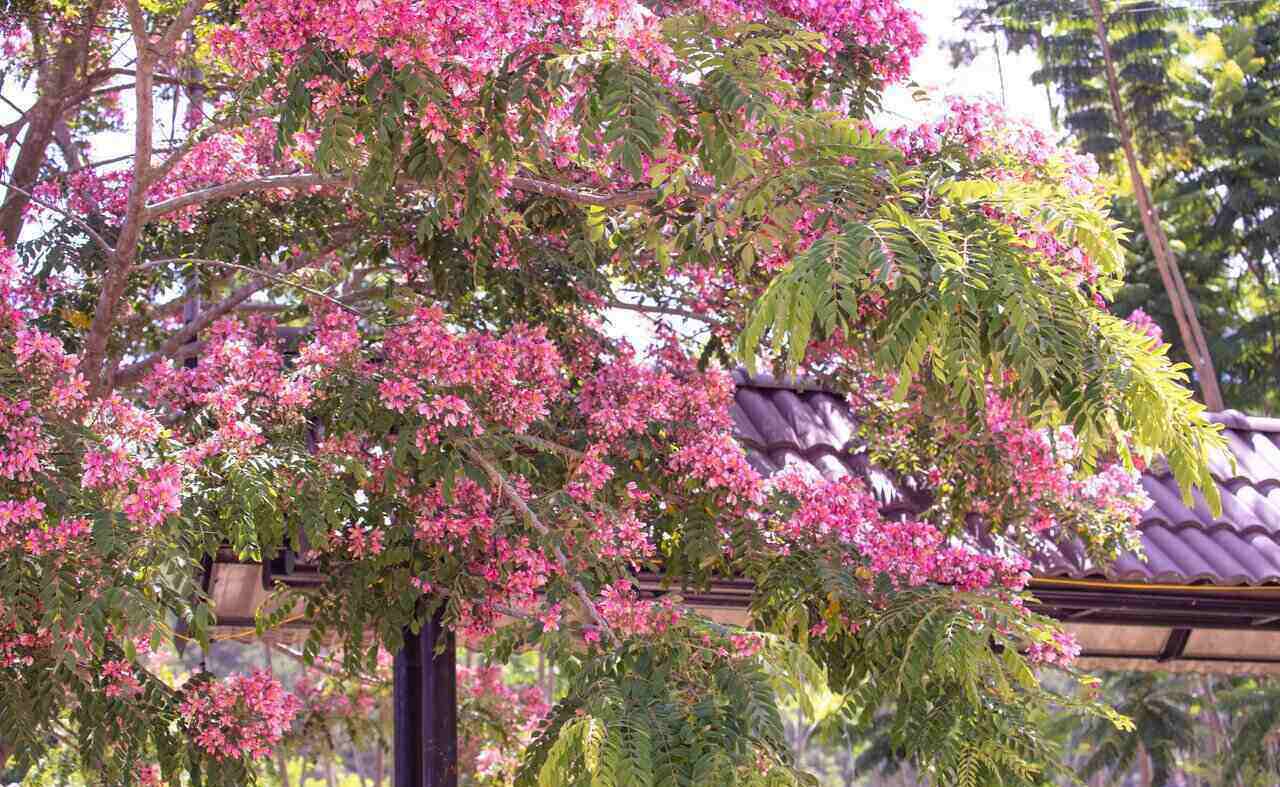 The season of pink phoenix flowers in Da Lat always makes tourists fascinated by the beauty of this romantic and gentle flower.