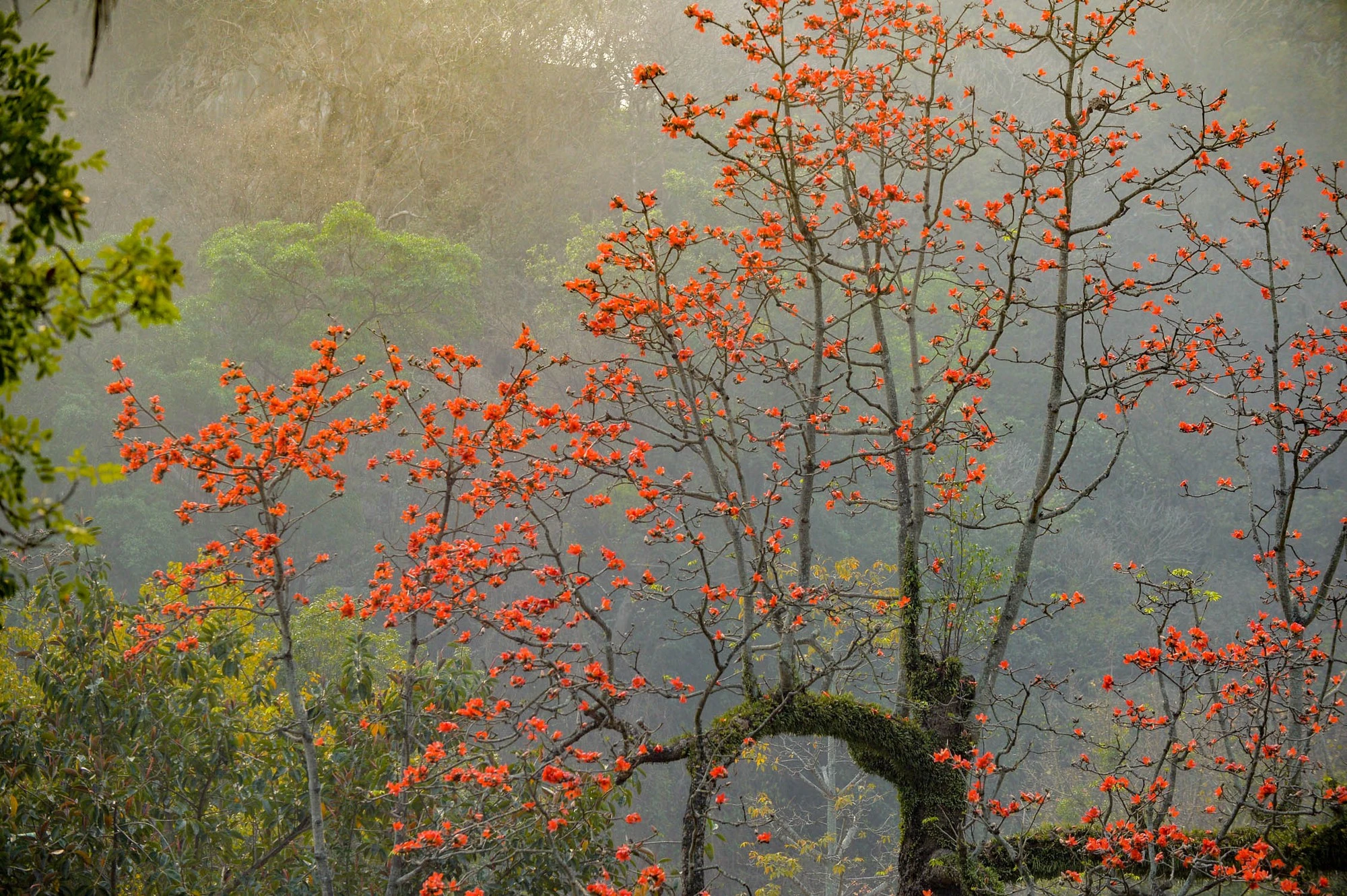 Uralter Baumwollbaum blüht leuchtend rote Blüten in einer tausend Jahre alten Pagode in Hanoi