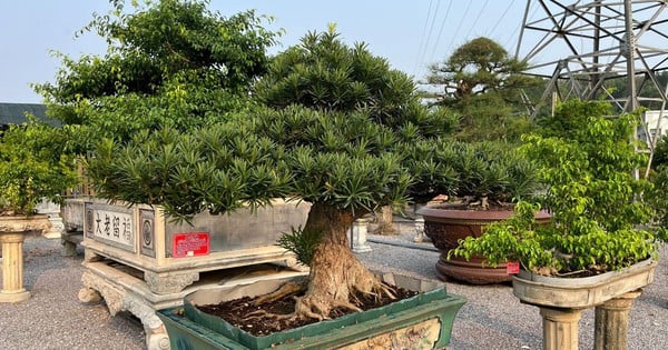 타인호아에서는 관상용 식물을 재배하는 것이 인기입니다. 나무가 아름다울수록 더 많은 돈을 벌 수 있고, 오래되고 기이하고 아름다운 나무는 큰 돈을 벌어들입니다.