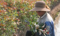 Die Bauern im Blumendorf Me Linh haben am 20. Oktober eine schlechte Ernte, deshalb „sammeln“ sie jede Rose ein, um sie zu verkaufen.