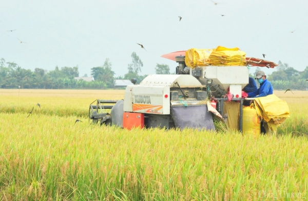 តម្លៃ​អង្ករ​ឡើង​វិញ​ហើយ​ធ្លាក់​ចុះ​យ៉ាង​ខ្លាំង