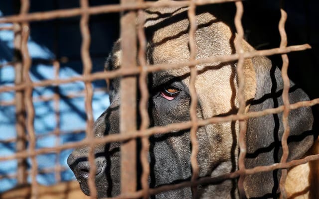 South Korea seeks to find homes for half a million dogs