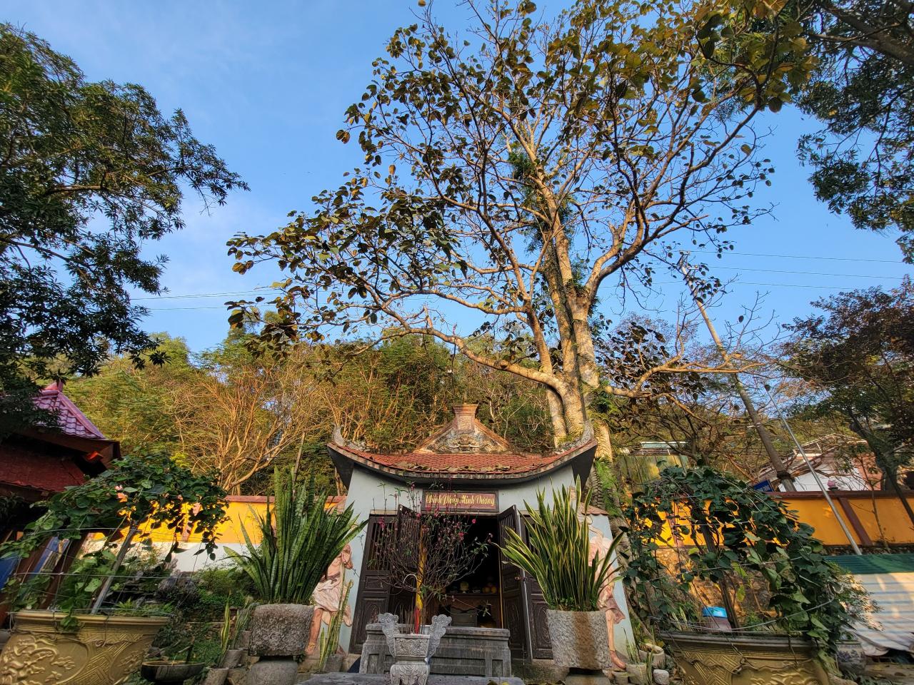 El templo ha construido una nueva casa Tam Bao, el antiguo templo detrás del edificio Tam Bao todavía está intacto. El antiguo templo de Dong Son ha sido clasificado como una reliquia provincial.